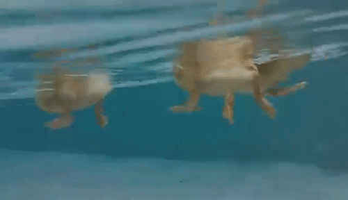 Ducks in the water